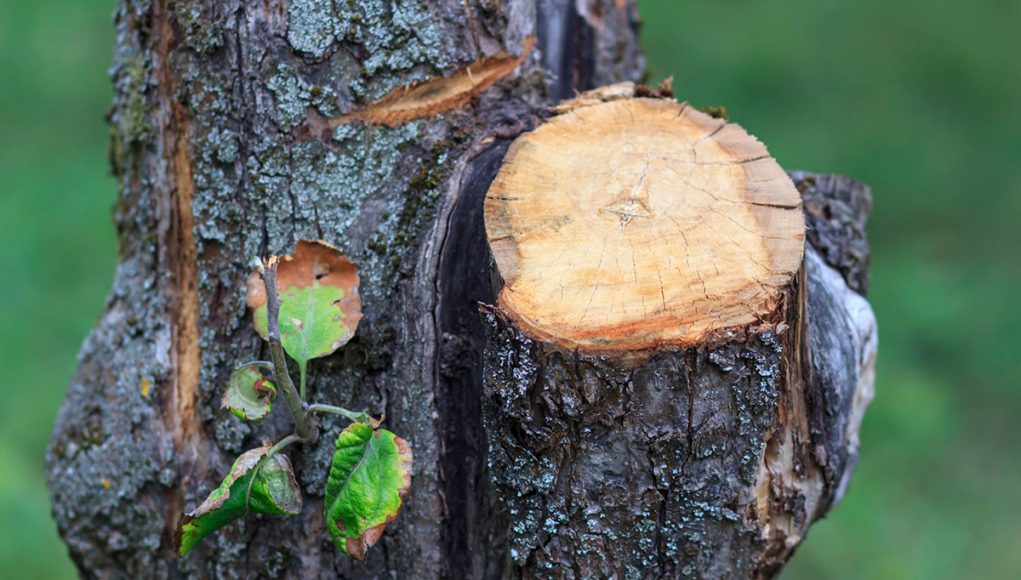 mastic cicatrisant pour arbre