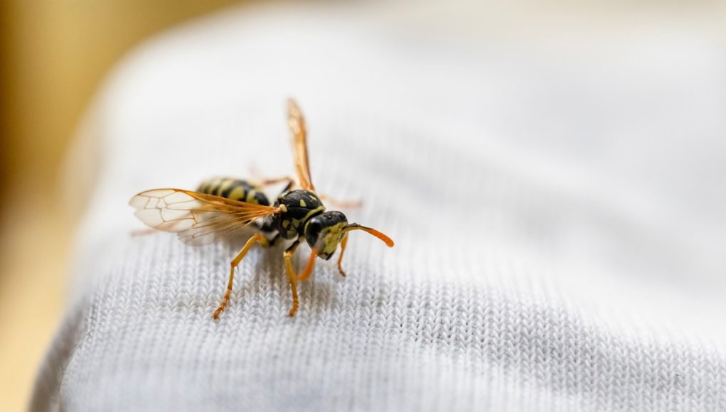 Piqûre de guêpe remèdes naturels